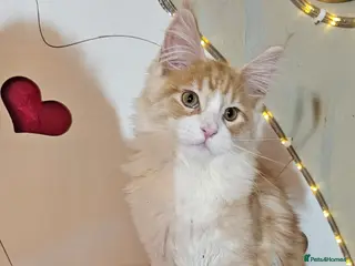 Maine Coon cats BEAUTIFUL MAINE COON KITTENS FOR SALE - Advert 14