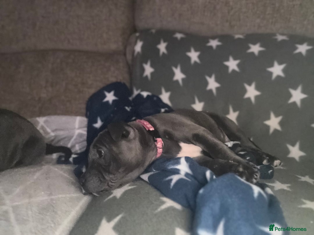 Staffordshire Bull Terrier dogs for sale: REDUCED * Kc registered Staffordshire blue terrier - Image 26