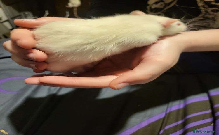 Rat rodents - Advert 3