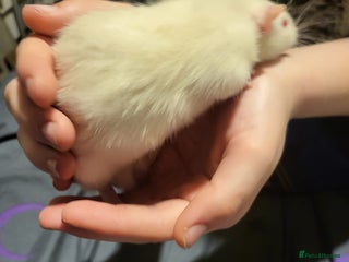 Rat rodents - Advert 6