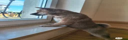 Japanese Shiba Inu dogs for sale: A wonderful Shiba looking for a new, loving h in Goole - Advert 7