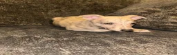 Whippet dogs for sale: Exceptional litter of KC registered whippets - Advert 3