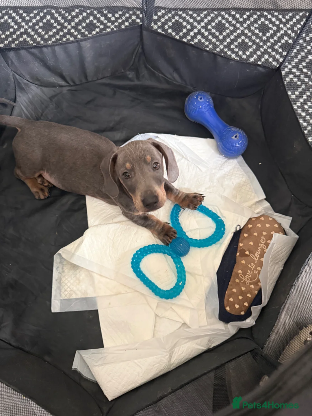 Dachshund dogs for sale: dachshund puppies - Advert 2