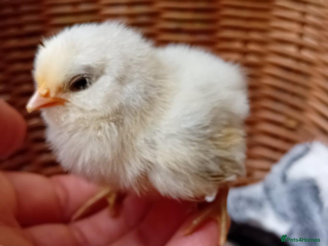 Chickens poultry for sale: Sweet Little Barbu d’Anvers Chicks Now Available - Image 24