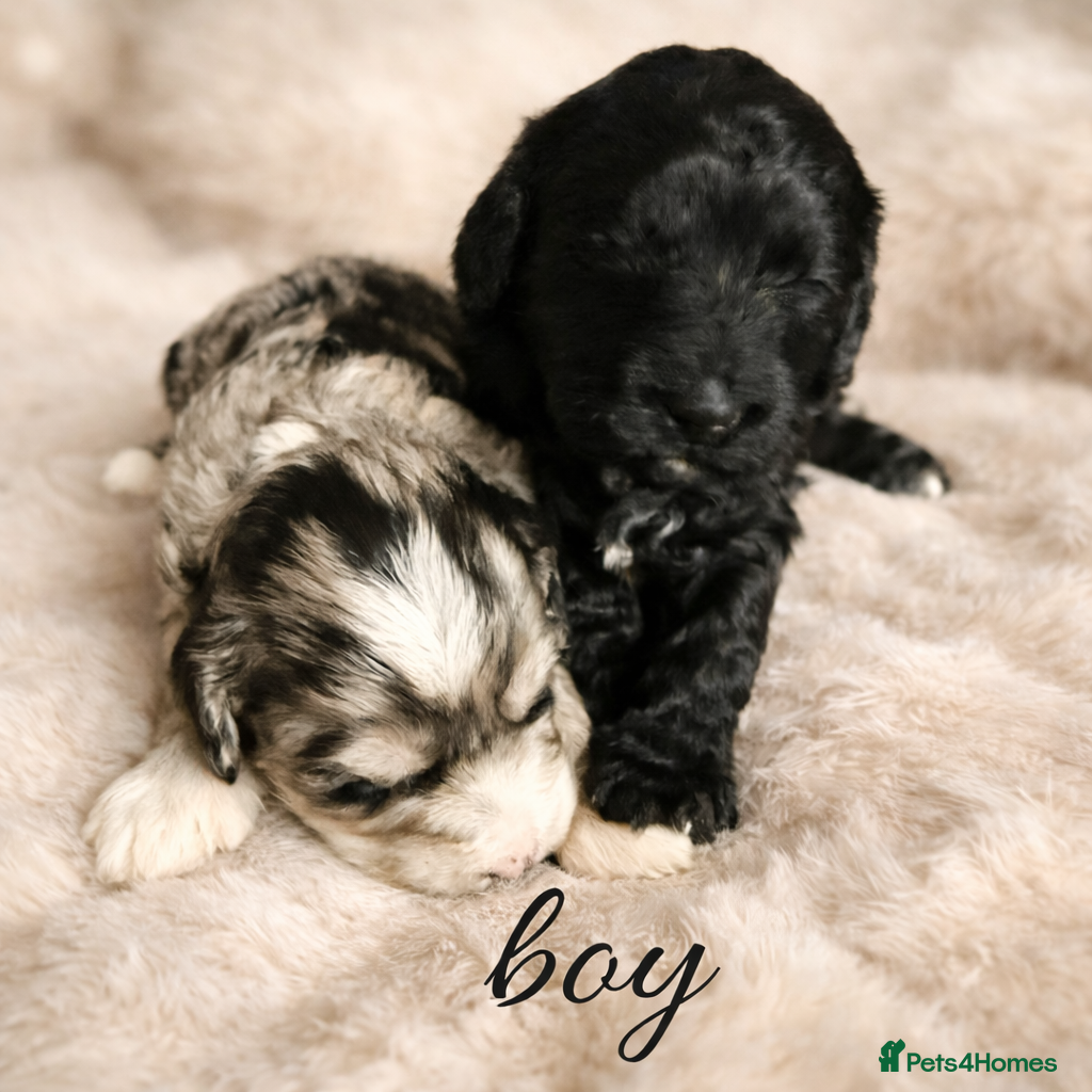 Australian Labradoodle dogs AUSTRALIAN LABRADOODLE  - Advert 17