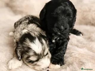 Australian Labradoodle dogs AUSTRALIAN LABRADOODLE - Advert 17