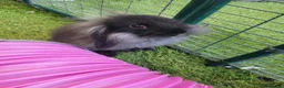 Mini Lop rabbits for sale: Beautiful Mini Lion Lop - READY TO LEAVE - Advert 6