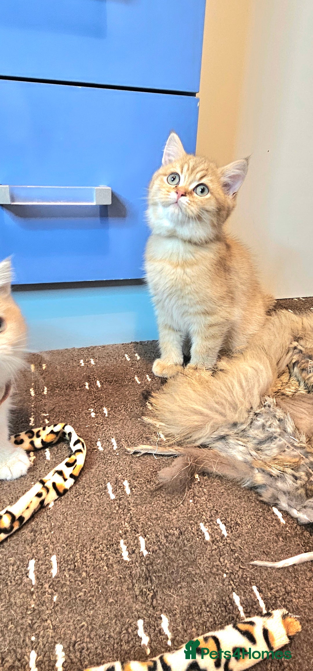 British Shorthair cats for sale: BSH GOLDEN KITTENS - Advert 22