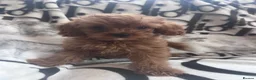 Cavapoo dogs for sale: Cavapoo - Advert 13