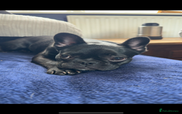 French Bulldog dogs for sale: Luna the Frenchie *FREE* - Image 15