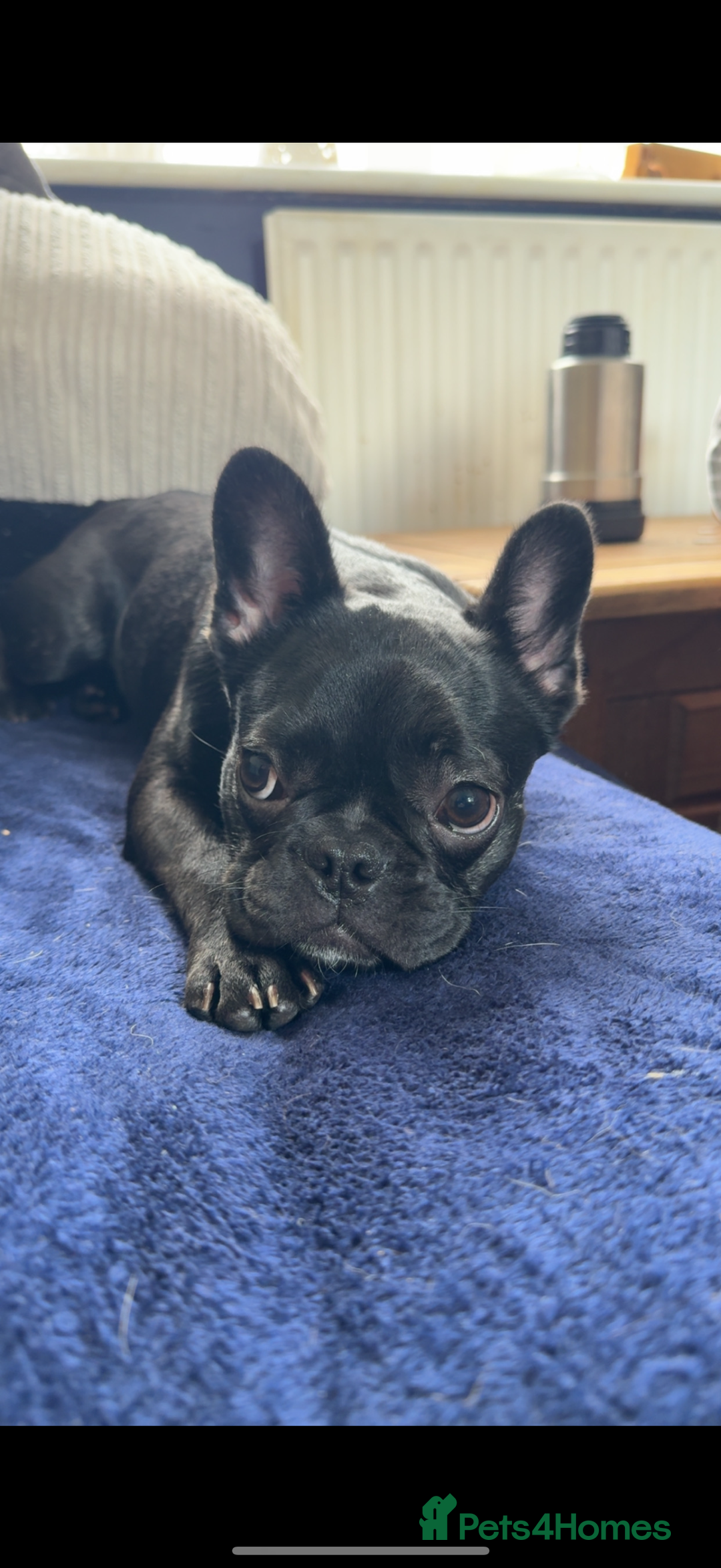 French Bulldog dogs for sale: Luna the Frenchie *FREE* - Image 15