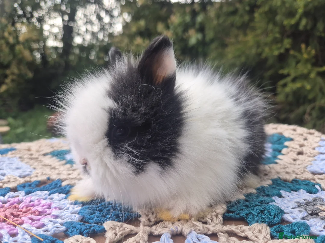 Angora rabbits for sale: 💜 Gorgeous Teddydwerg babies- parents imprted 💜 - Advert 2