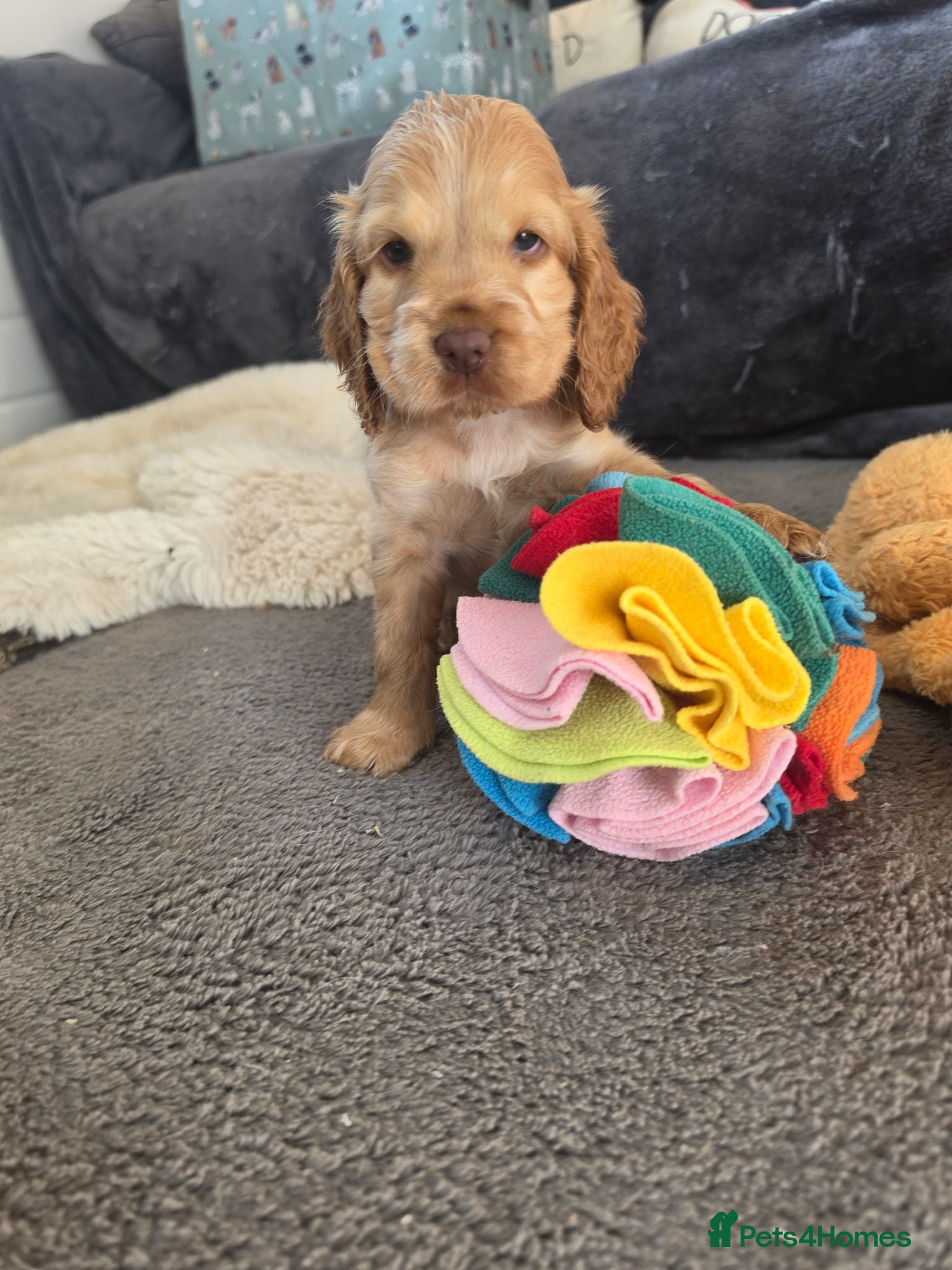 Cocker Spaniel dogs ✨️OUTSTANDING showtype health tested girl 🐶 - Advert 5