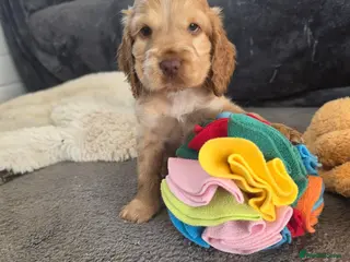 Cocker Spaniel dogs ✨️OUTSTANDING showtype health tested girl 🐶 - Advert 5