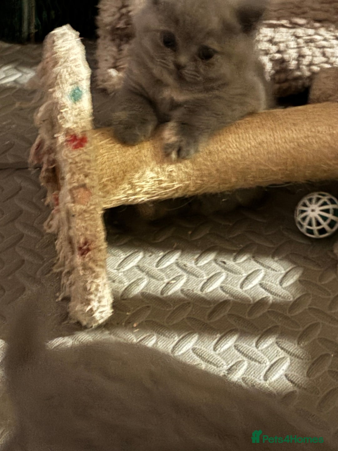 British Shorthair cats for sale: GCCF reg. BSH male and Blue cream girl  - Advert 16