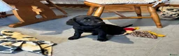 Labrador Retriever dogs for sale: QUALITY BLACK FEMALE LABRADOR READY TO LEAVE NOW  - Advert 4