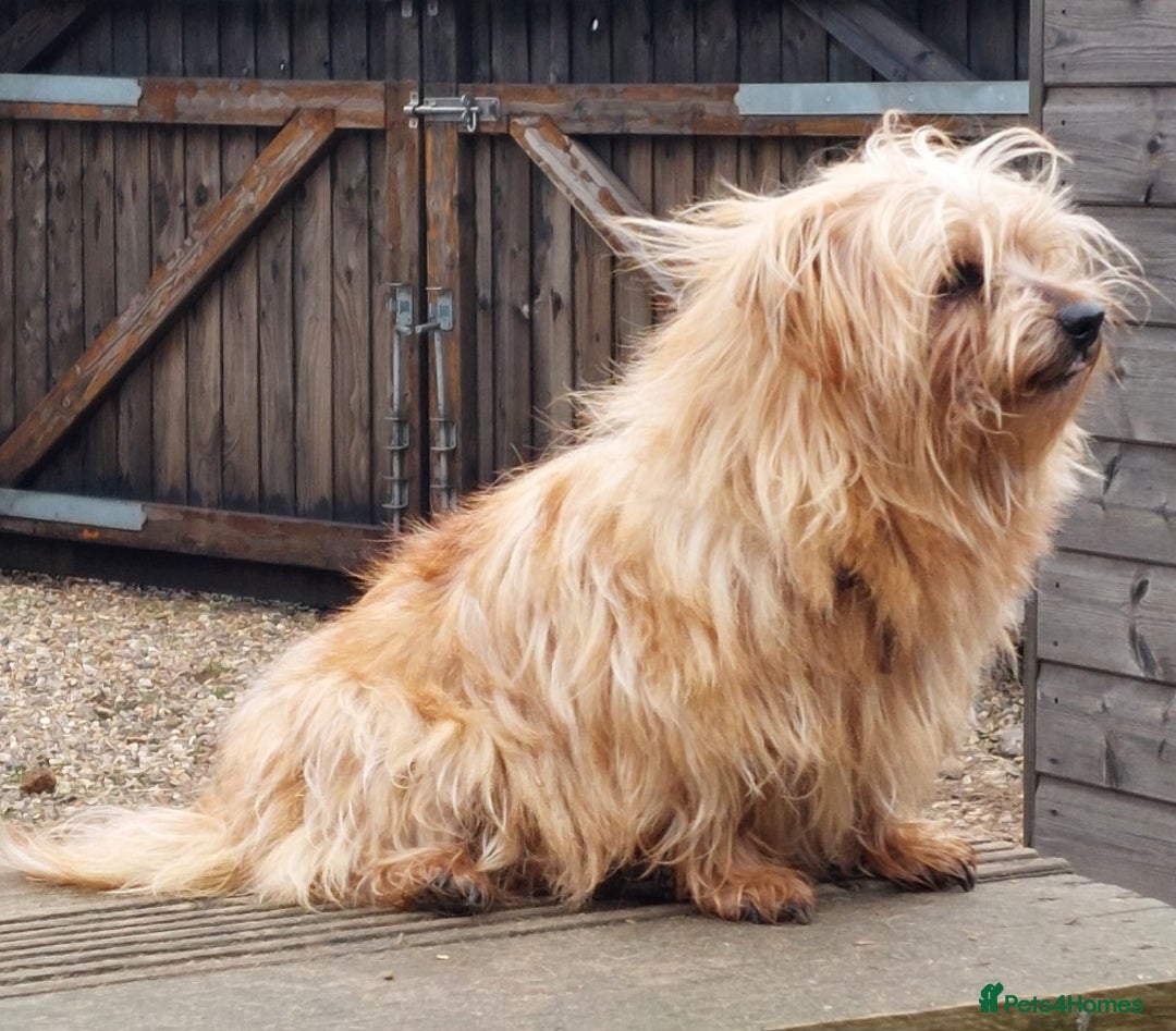 Norfolk Terrier dogs for sale: NORFOLK TERRIER BITCH. Looking for a quieter life. - Advert 2