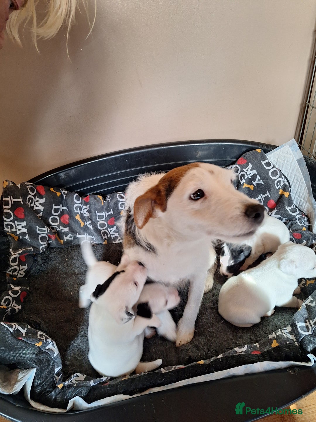 Jack Russell dogs for sale: Beautiful Jack Russell Puppies for sale  - Image 4