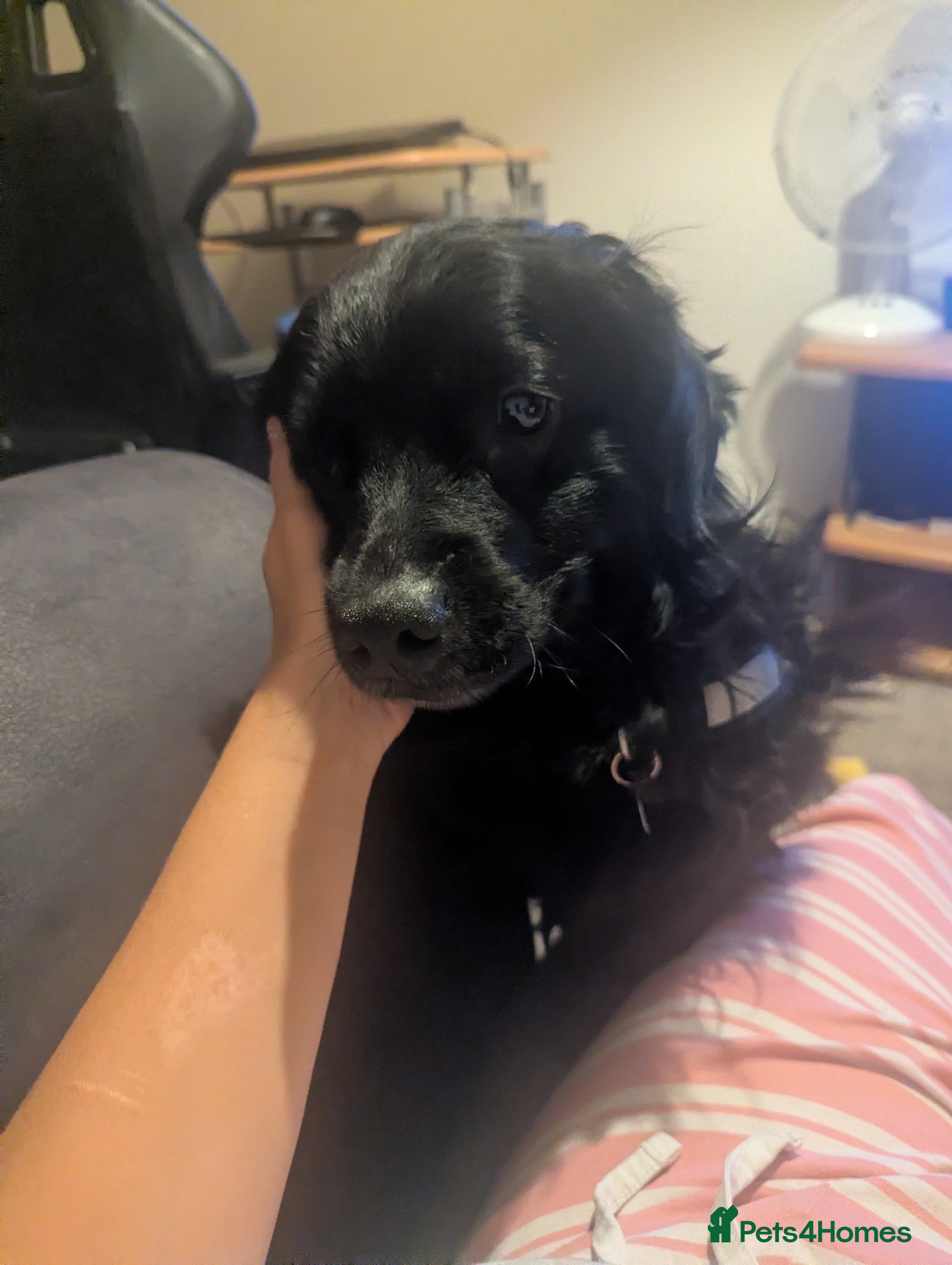 Mixed Breed dogs Re-home pluto  - Advert 3