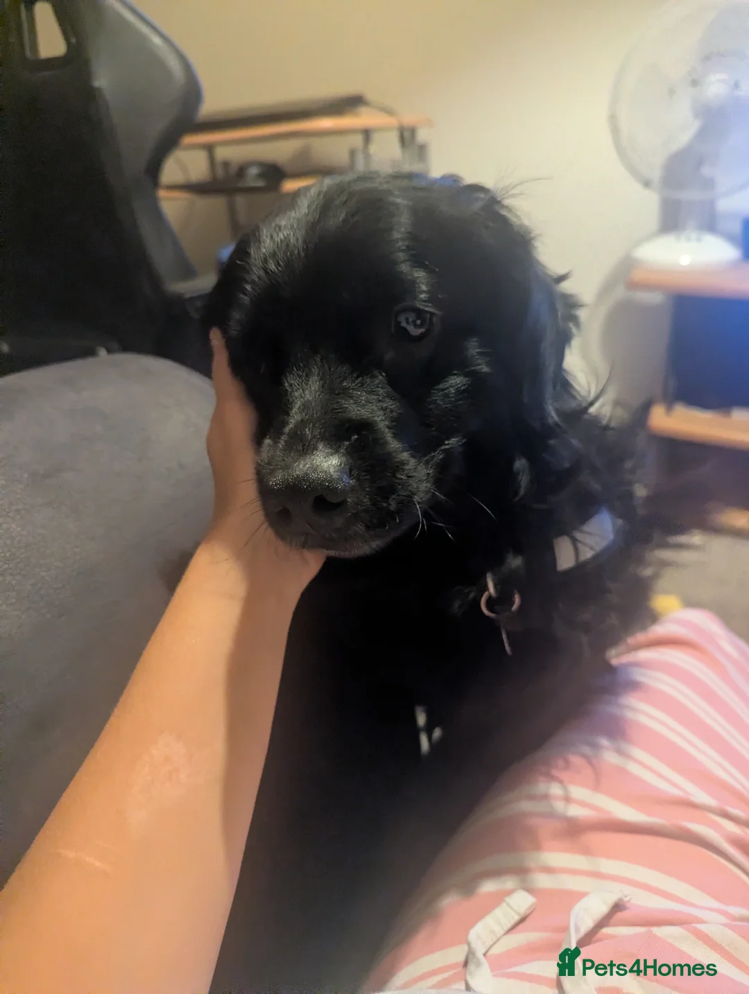 Mixed Breed dogs for sale: Re-home pluto  - Advert 1