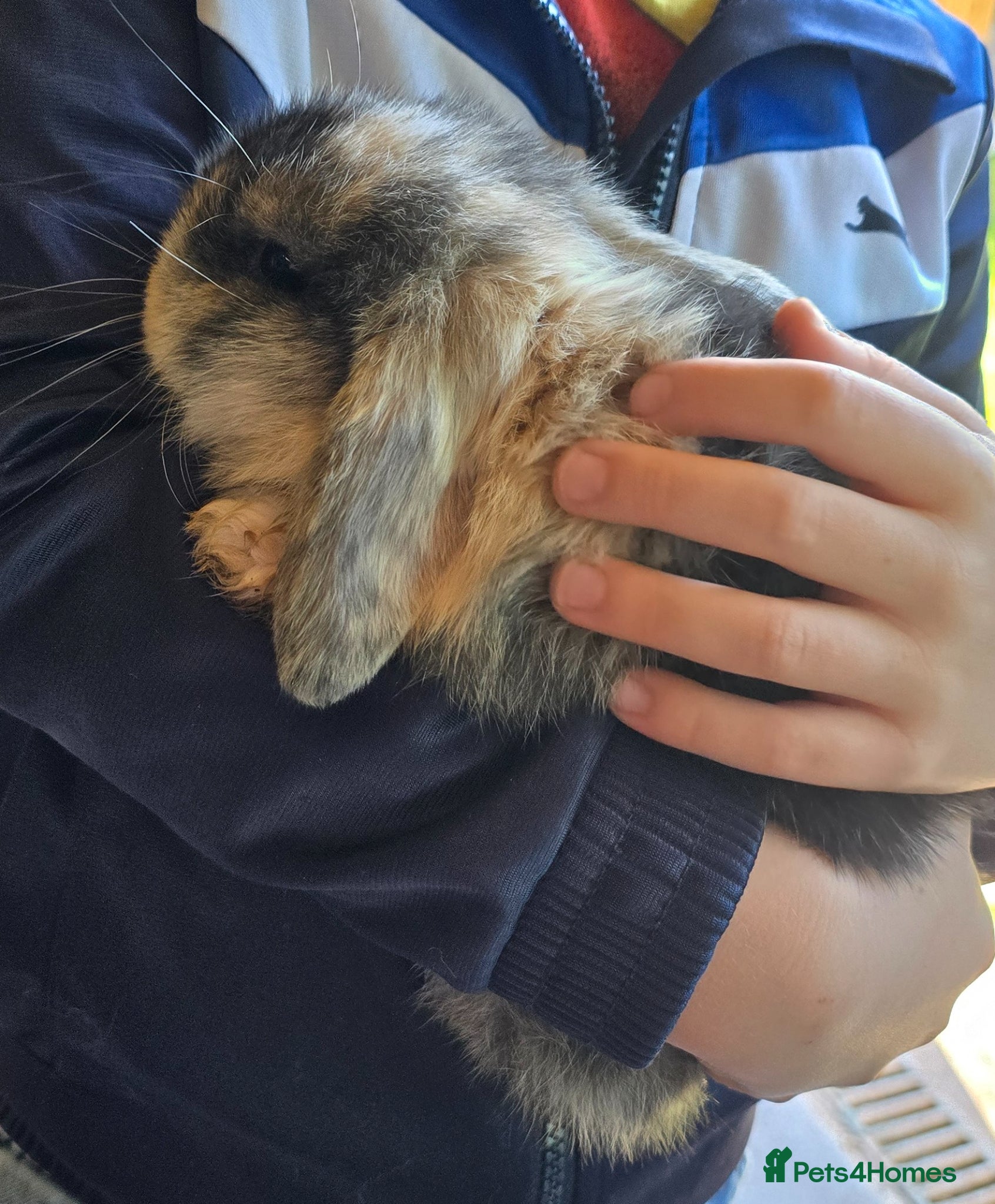 Mini Lop rabbits Mini lop bunnies for sale  - Advert 21