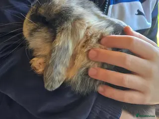 Mini Lop rabbits Mini lop bunnies for sale - Advert 13