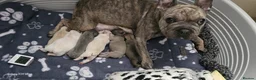 French Bulldog dogs for sale: Beautiful French bulldog puppies  in Liverpool - Advert 11