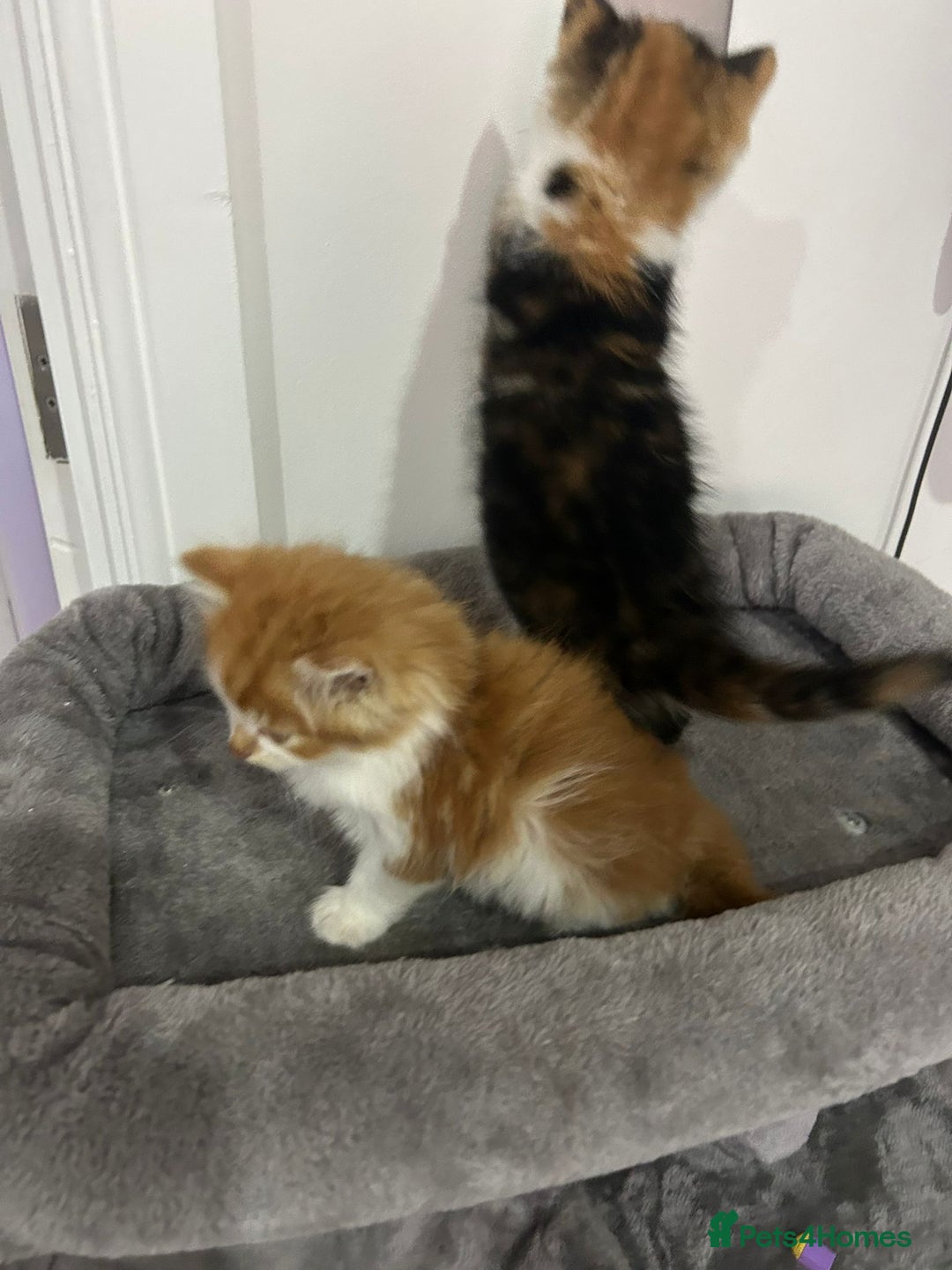 British Longhair cats for sale: Beautiful Fluffy Long-Haired British Tabby Kittens - Image 16