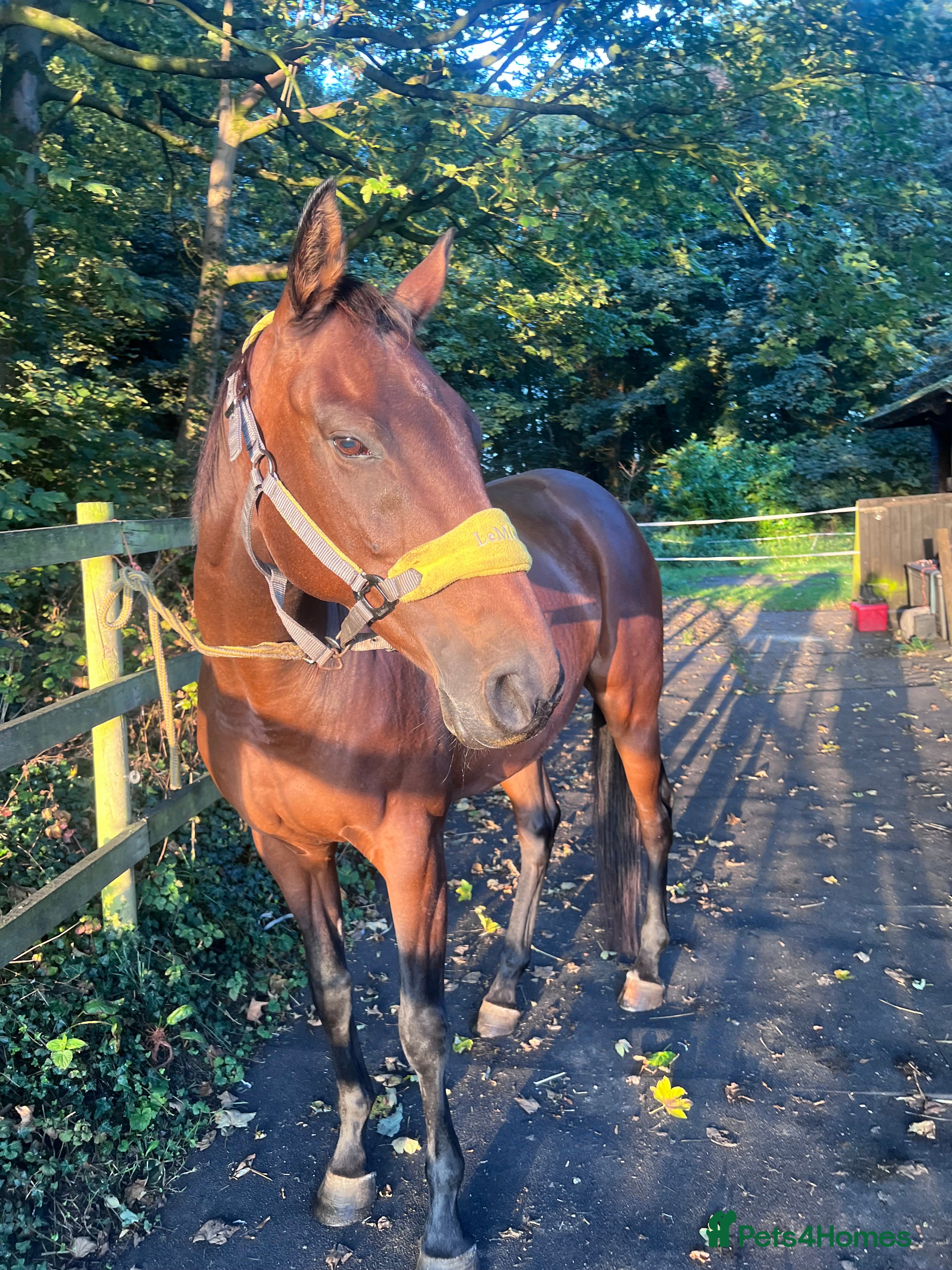 English Thoroughbred horses Sweet Project Mare - Advert 1