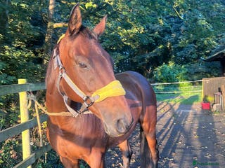 English Thoroughbred horses Sweet Project Mare - Advert 16