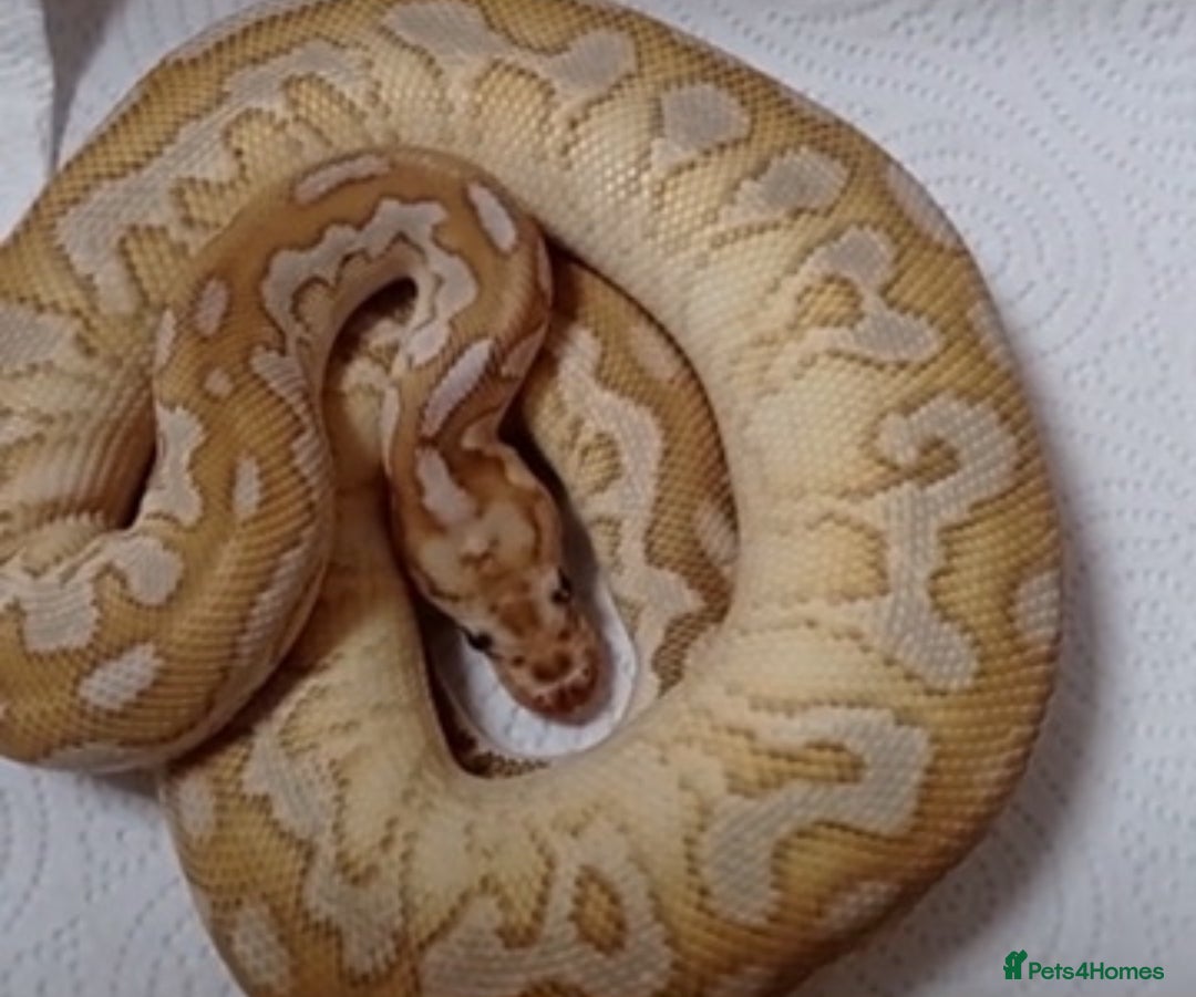 Python Snake reptiles for sale: Royals and herpxotic rack for sale - Advert 5