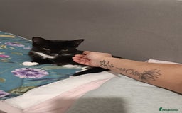 Mixed Breed cats for sale: Maine coon X ragdoll X English short haired  - Advert 13