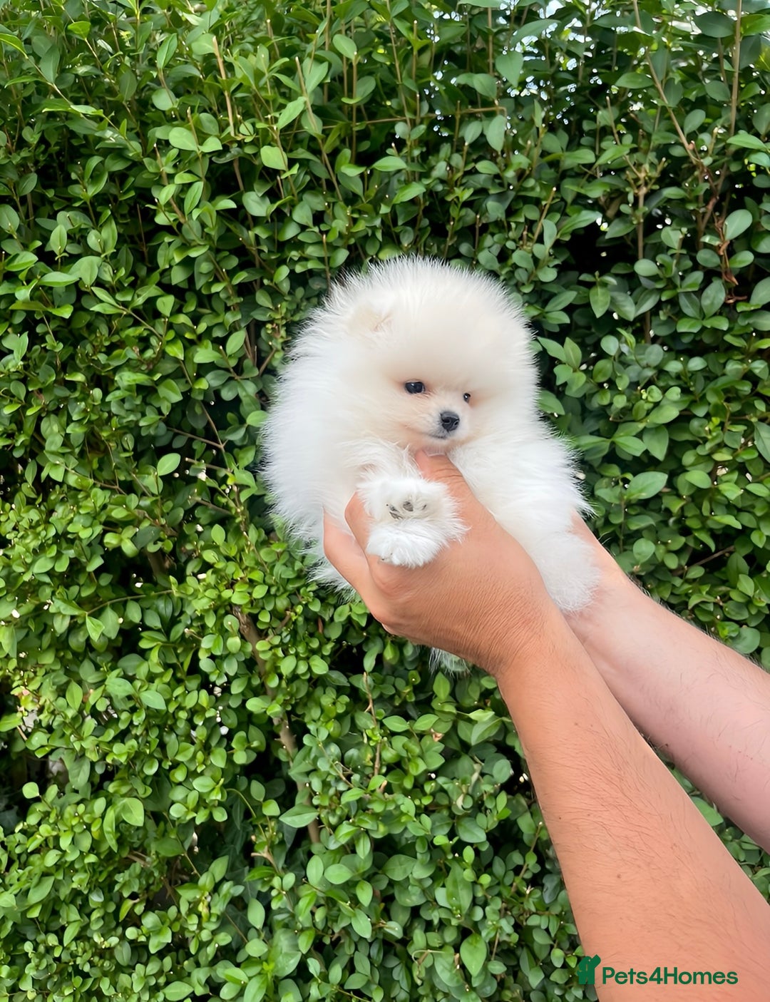 Pomeranian dogs for sale: 💎Extra Small Teddy Face🧸  - Image 4