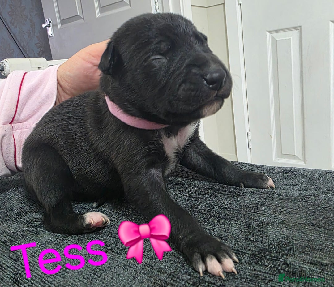 Mixed Breed dogs for sale: Saluki collie bull whippet greyhound pups - Advert 4