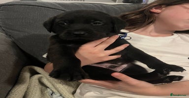 Labrador Retriever dogs - Advert 2