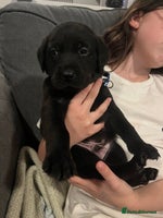 Labrador Retriever dogs - Advert 2