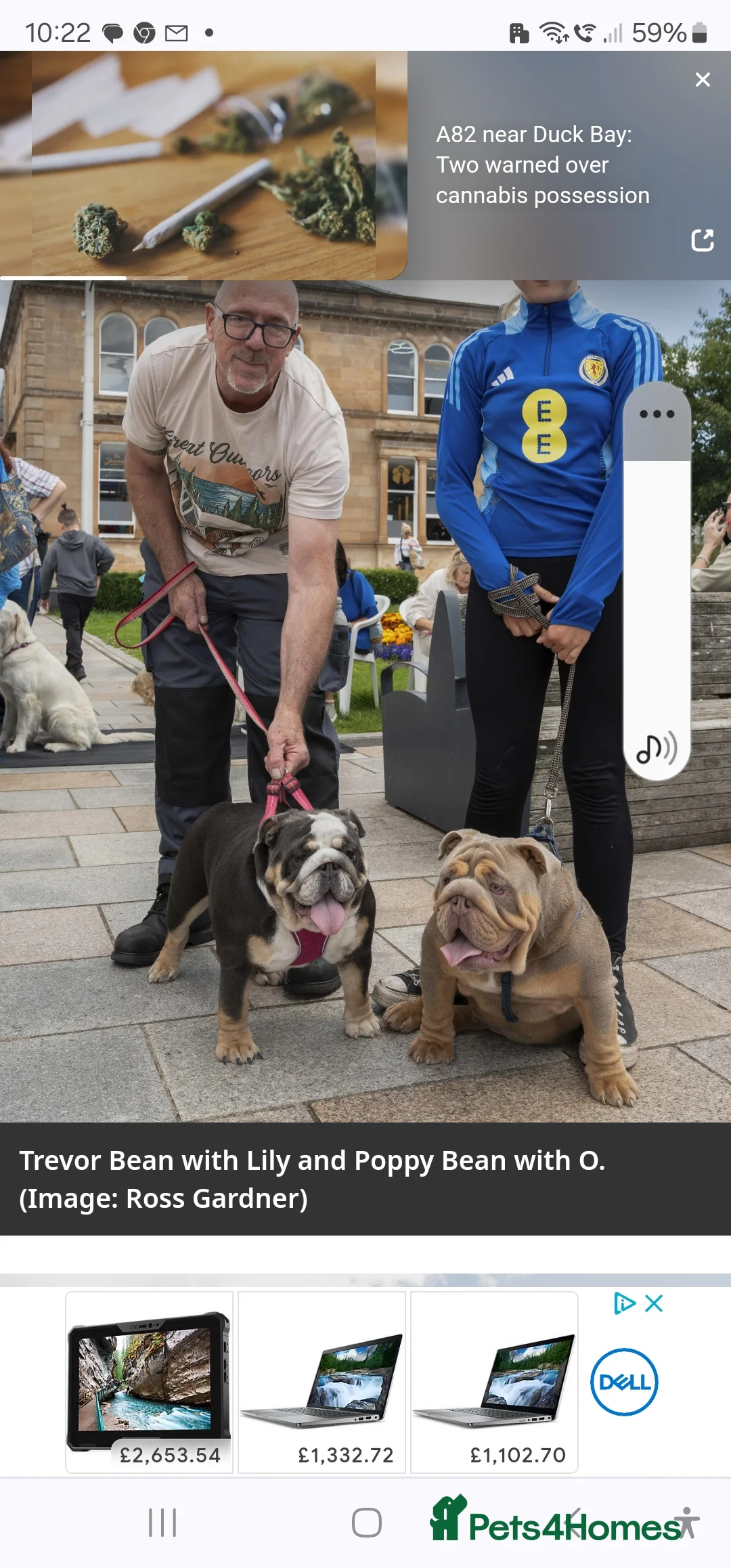 English Bulldog dogs for stud: Large full suit lilac Bulldog at stud. in Helensburgh - Advert 7