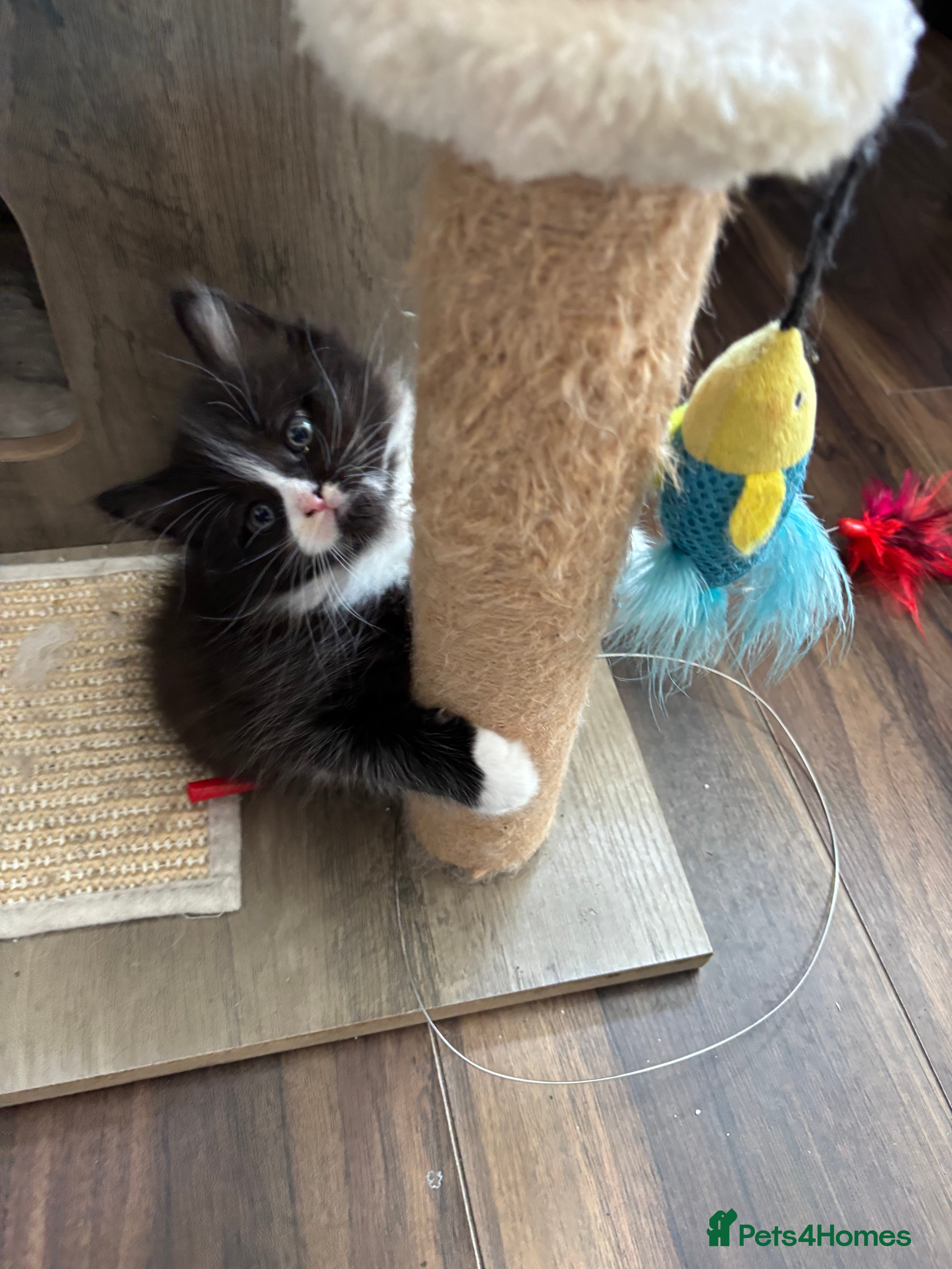 Mixed Breed cats Half ragdoll kittens! - Advert 2