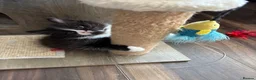 Mixed Breed cats for sale: Half ragdoll kittens! - Advert 5