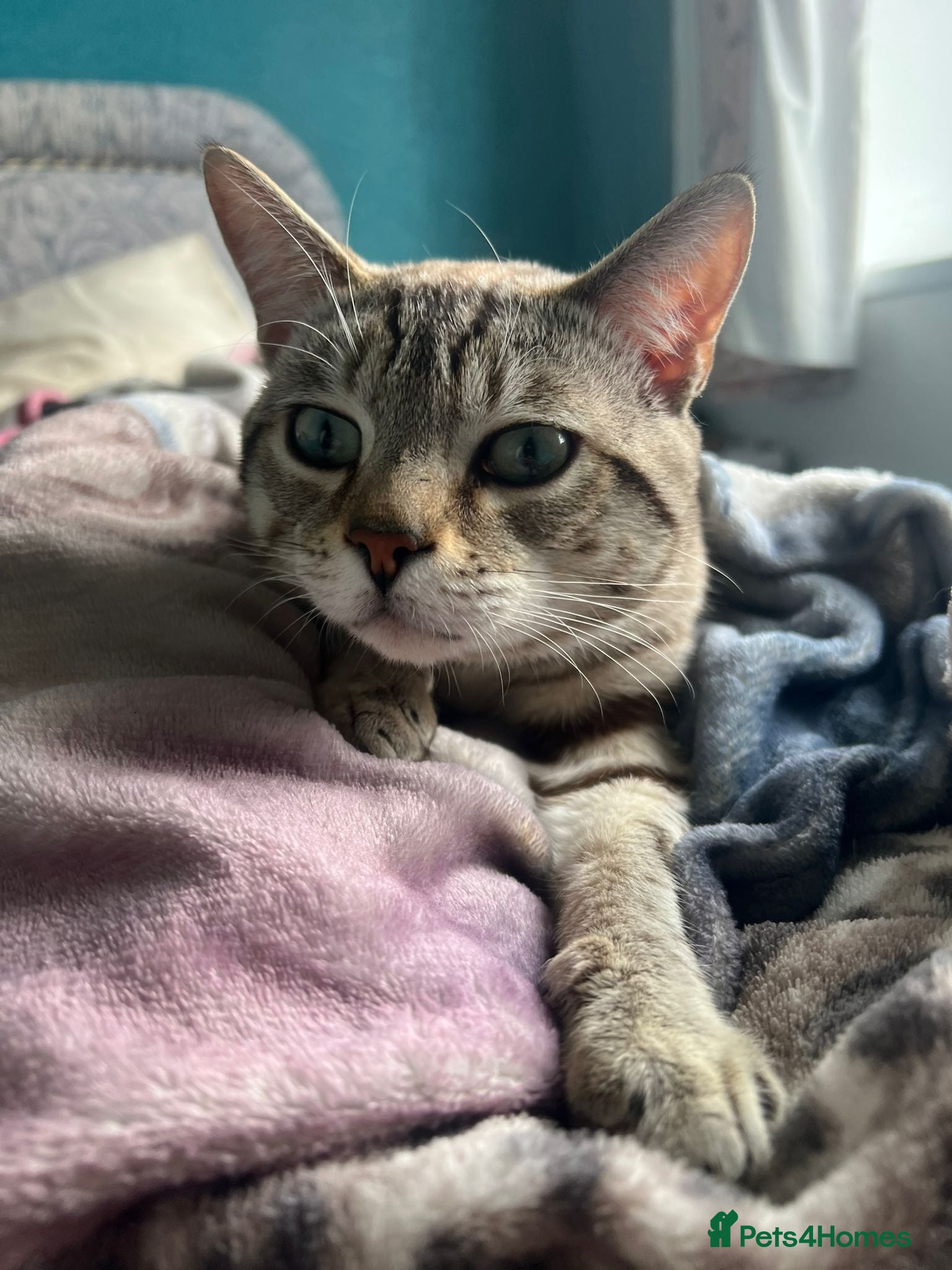 Bengal cats for sale: Snow Bengal cat for sale - Advert 3