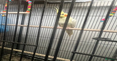Cockatiels birds - Advert 4