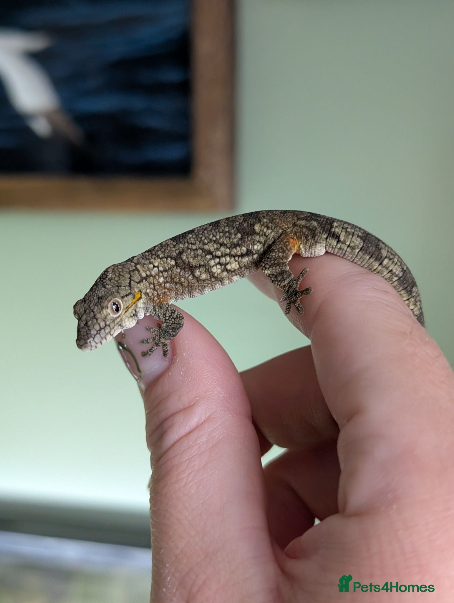 Gecko reptiles Eurydactylodes agricolae  - Advert 1