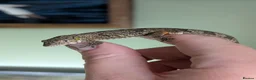 Gecko reptiles for sale: Eurydactylodes agricolae  - Advert 1