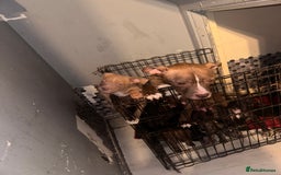 Mixed Breed dogs for sale: Mixed breed for cheap  - Image 1