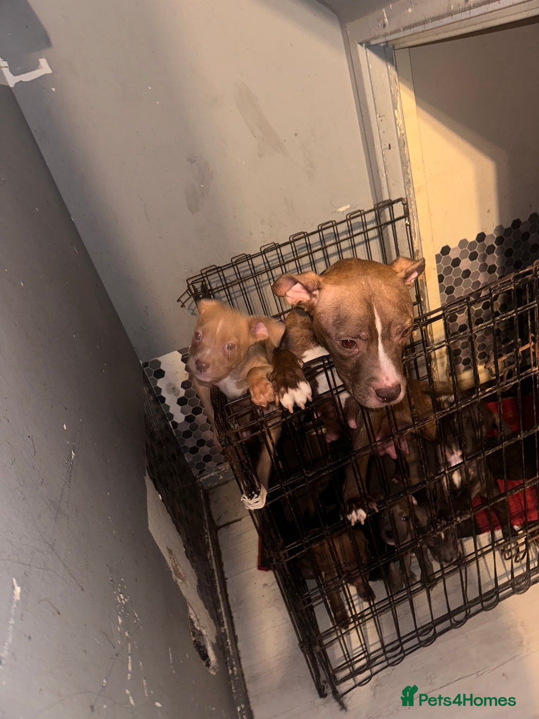 Mixed Breed dogs for sale: Mixed breed for cheap  - Image 1