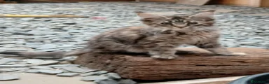 Maine Coon 2