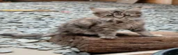 Maine Coon cats for sale: GCCF Registered Maine Coons - Advert 4