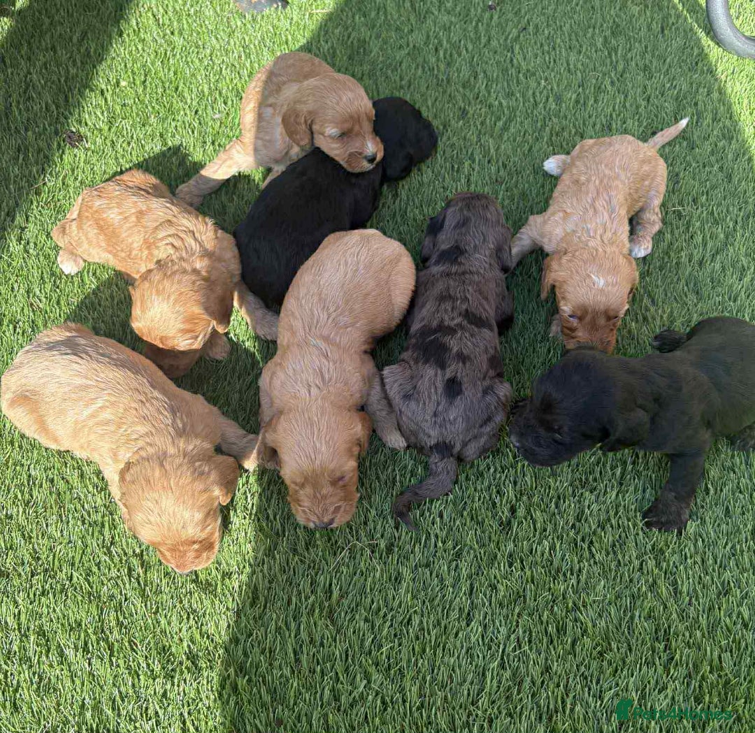 Cockapoo dogs for sale: Beautiful cockerpoo pups for sale - Image 22