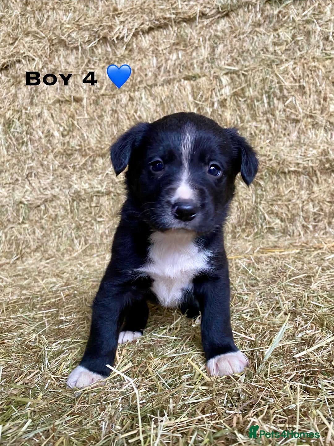 Border Collie dogs for sale: Border Collie Puppies - Advert 6