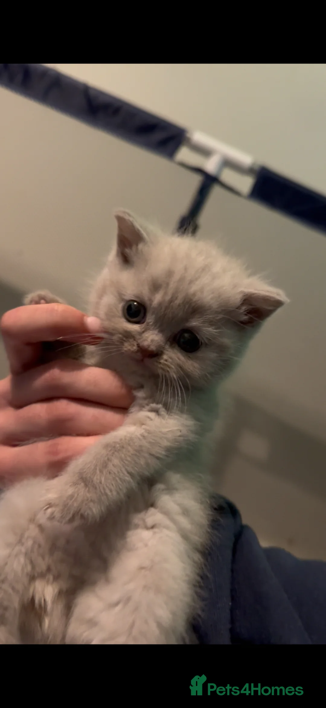 British Shorthair cats for sale: British Shorthairs for sale in Tamworth - Advert 2